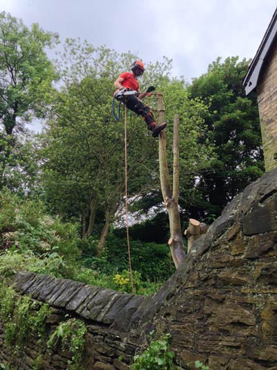 Sycamore removal in Ecclesall