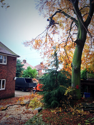 Tree Removal, Sheffield UK