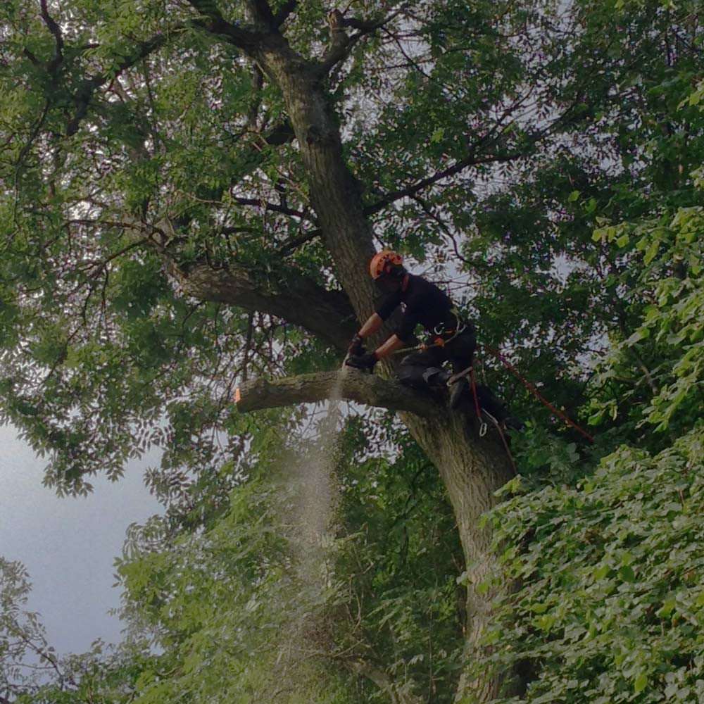Diseased ash tree removal in Whirlow