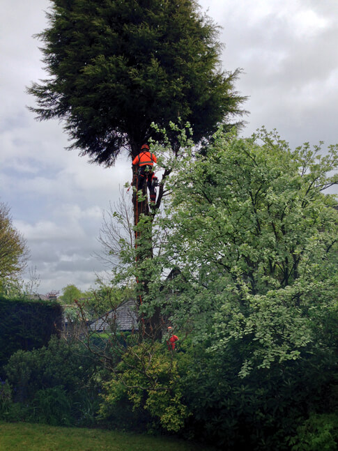 Geraint heading upwards on the conifer removal, taking care to avoid the bedding plants beneath the tree