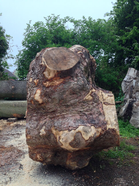Processing the timber to create manageable pieces for milling