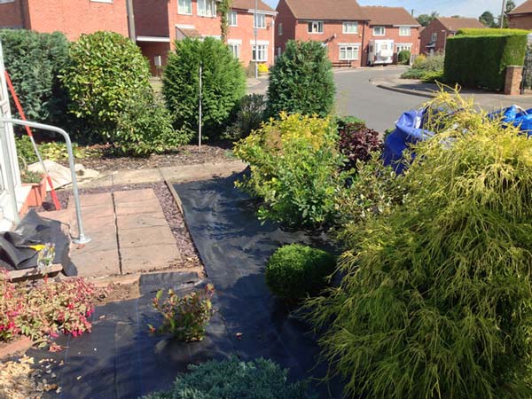 Firstly, we brought the privet hedge back into line and reshaped the conifers to bring a little space between them and lower the height