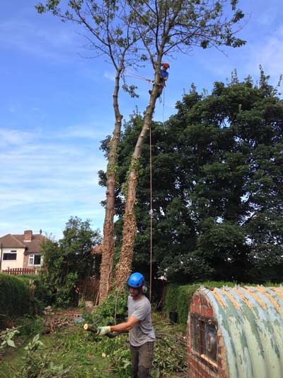 Tree being dismantled and removed