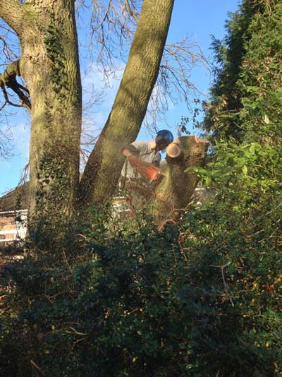 Removing an oak tree that had been suppressed by the ash behind it