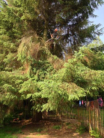 Removing snapped out branches in this Sitka Spruce, this crown lifting also improved airflow to the garden of the property.