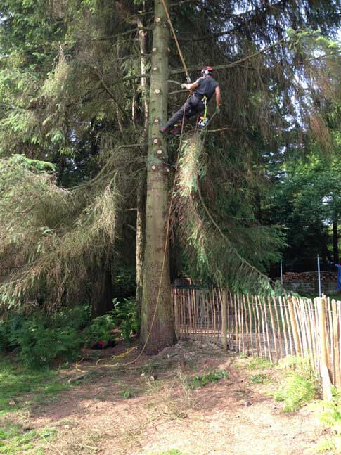This Sitka Spruce had a great number of snapped branches, this partly dictated the height of the crown lift.