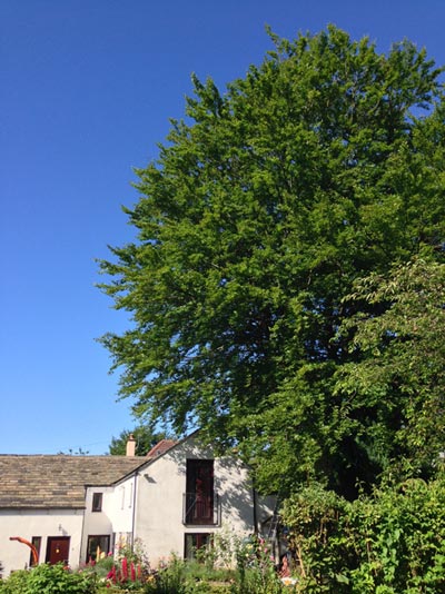 Tree causing shading in the client's garden