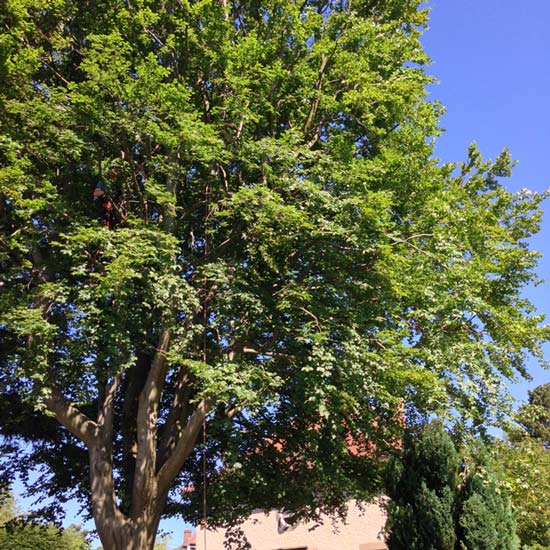 Within the crown reduction specification we crown lifted the tree for clearance over shrubs