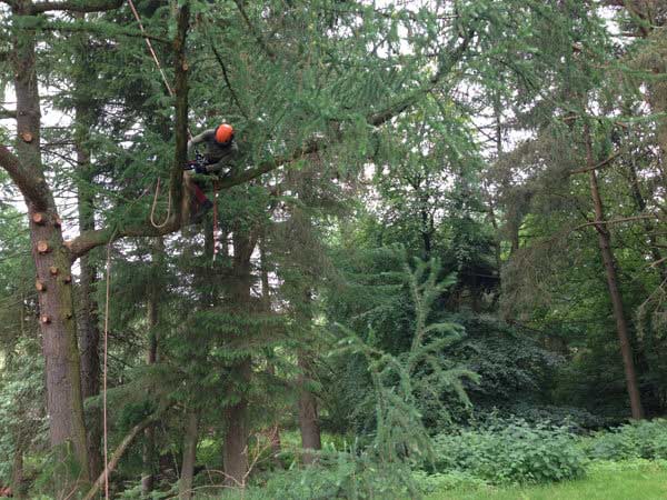 Crown lifting this Larch as part of rebalancing the tree.