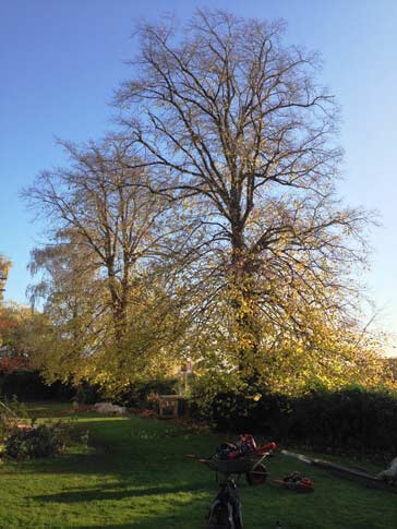 These Lime trees were crown lifted after the removal of epicormic growth.