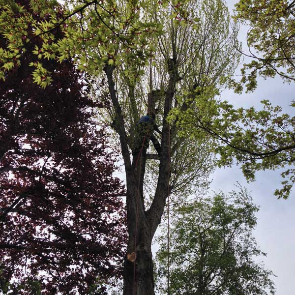 The poplar before removal