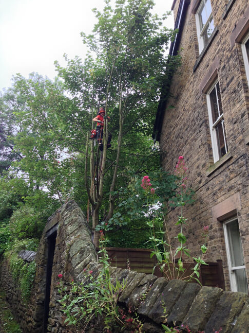 We carefully dismantled the branches due to the proximity to the house and the small space we had to drop them in