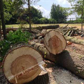 Tree removal Sheffield