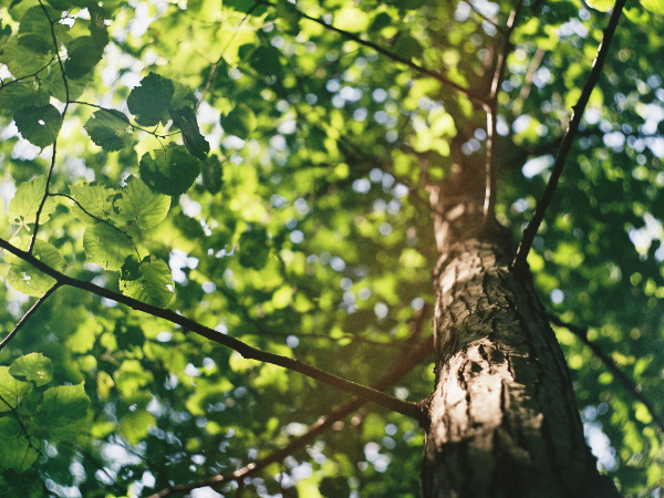 How To Become A Tree Surgeon