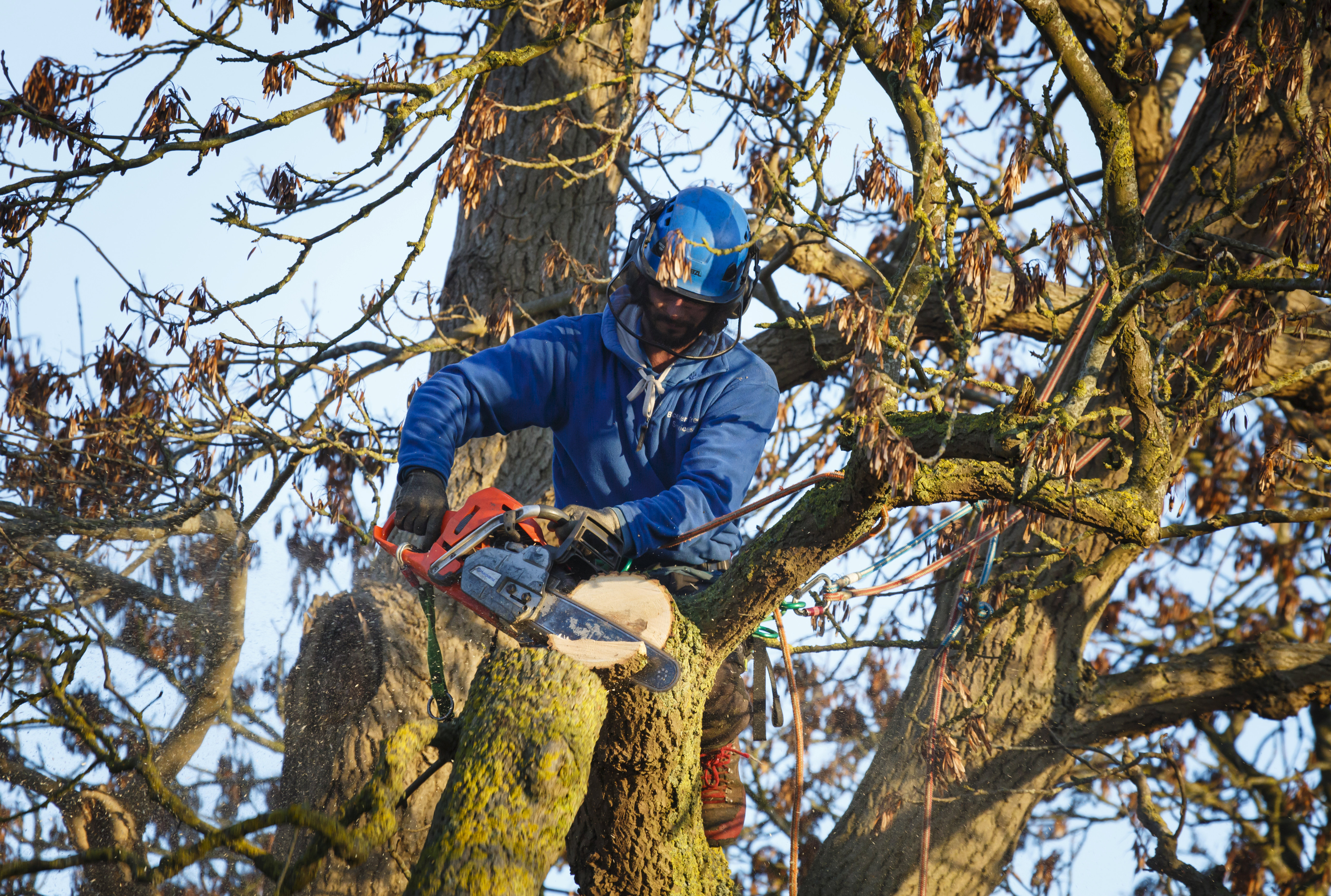 What Is A Tree Surgeon?